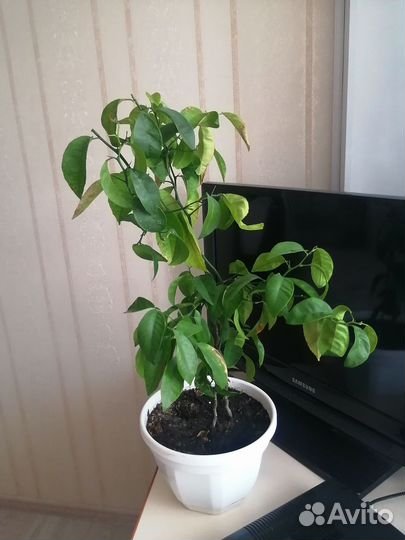 Мандариновое дерево