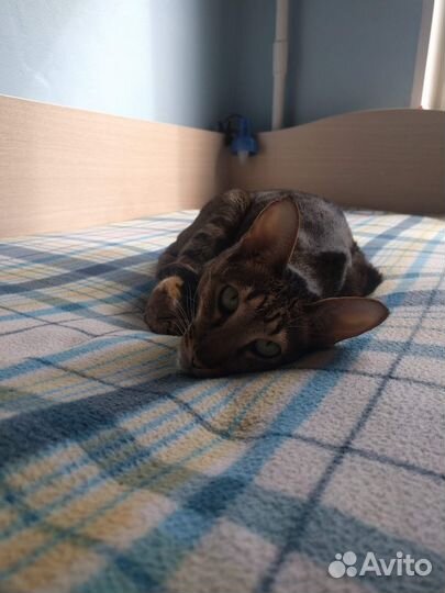 Ориентальная кошка в добрые руки