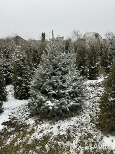 Туи, ели, шарики