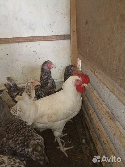 Молодые петухи