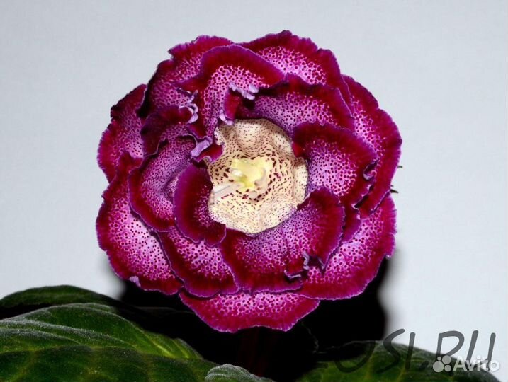 Глоксинии(детки)