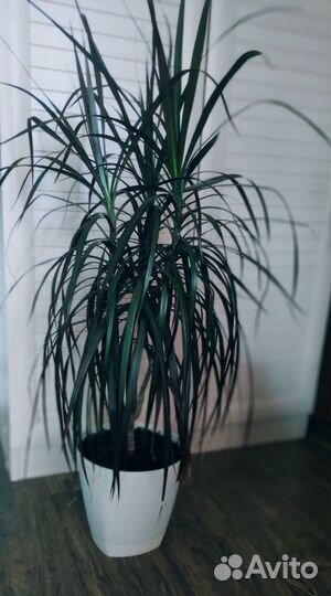 Пальма драцена