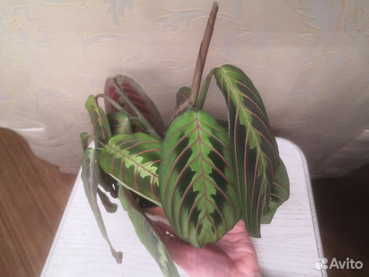 Маранта триколор