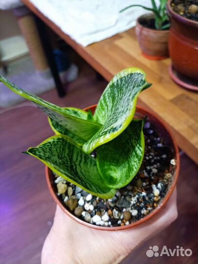 Сансевиерия Маргината, Гилд Эйдж. Блек Дракон