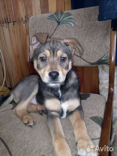 Щенки дворняжки