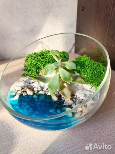 Флорариум с 1 суккулентом