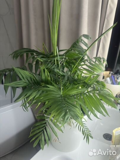 Пальма хамедорея