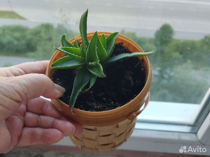 Комнатные растения