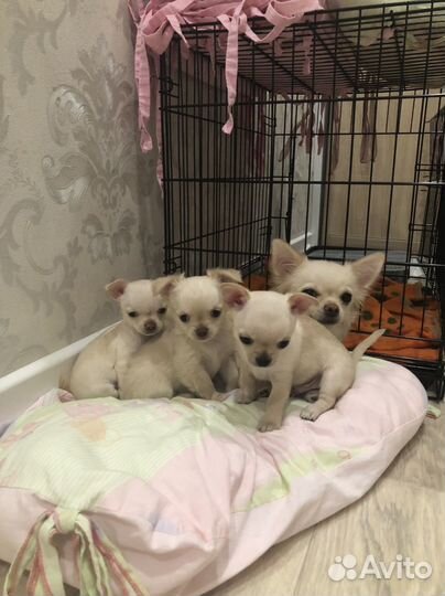 Щенки Чихуахуа