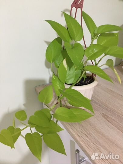 Эпипремнум Неон