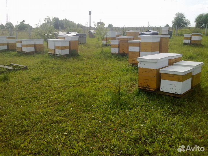 Пчелосемьи, пчелопакеты на рамке рута