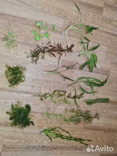 Аквариумная прополка, аквариумные растения