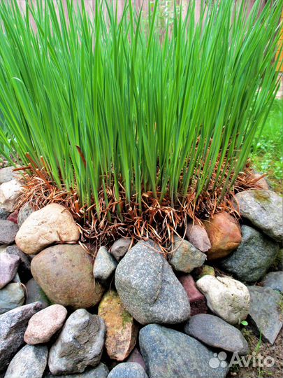 Цветы в ваш сад