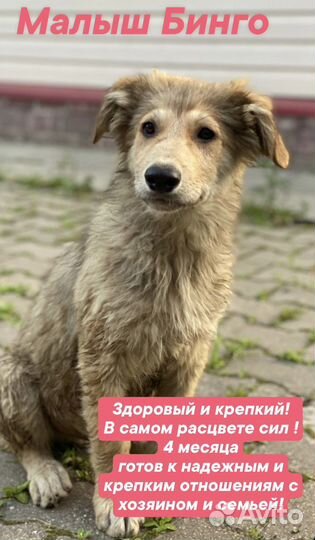 Собака в добрые руки щенок