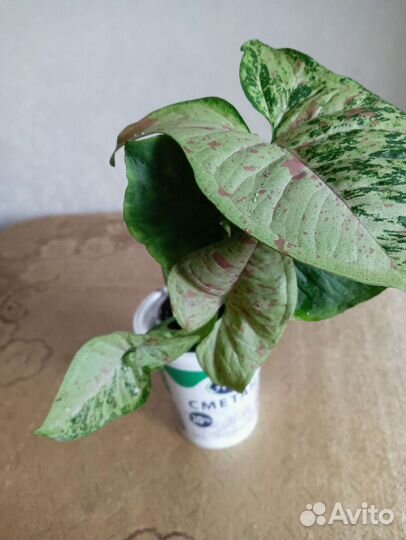 Сингониумы