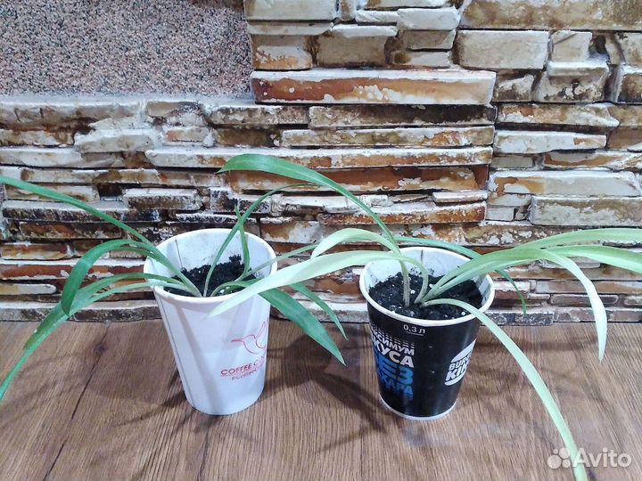 Хлорофитум