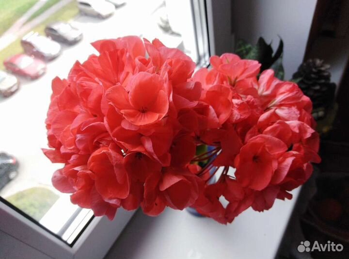 Пеларгония герань оранжевая