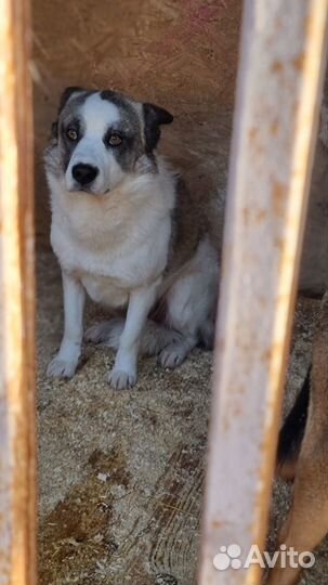 Очень ласковый пёс мечтает о семье