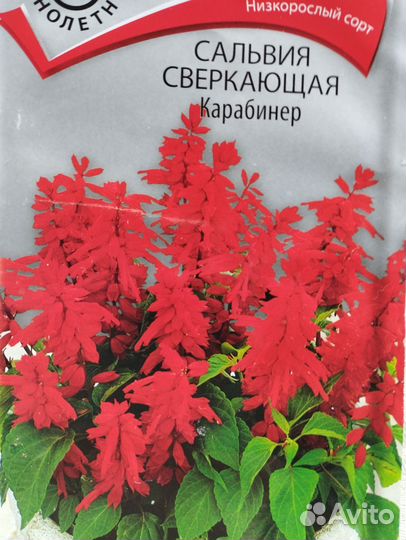 Рассада цветов