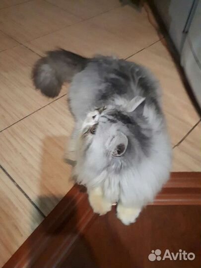 Вязка с персидским котиком