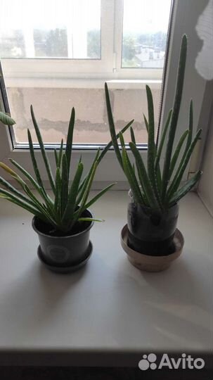 Цветы: Отростки Алое лекарственный