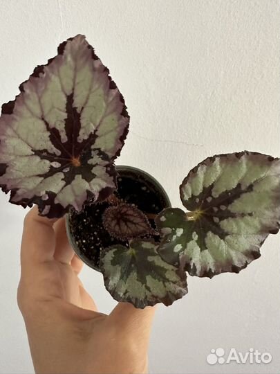 Бегония декоративно лиственная