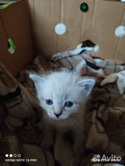 Отдам котят в добрые руки