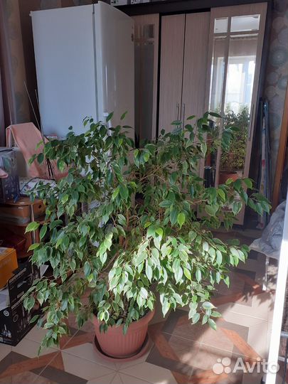 Фикус бенджамина пестролистный