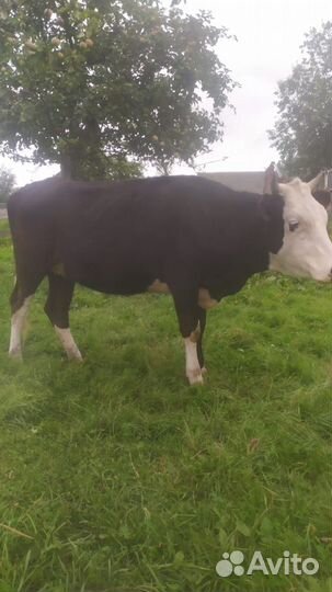 Телки стельные