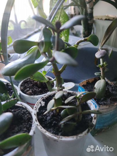 Денежное дерево, толстянка, красула