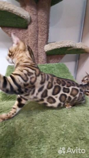 Бенгальский кот вязка, есть котята от него