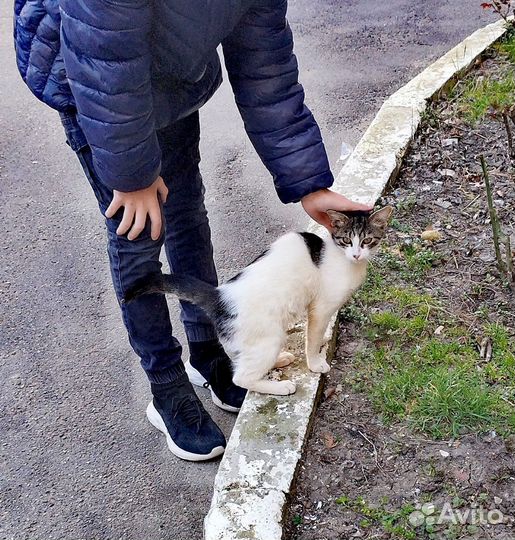 Европейская кошка