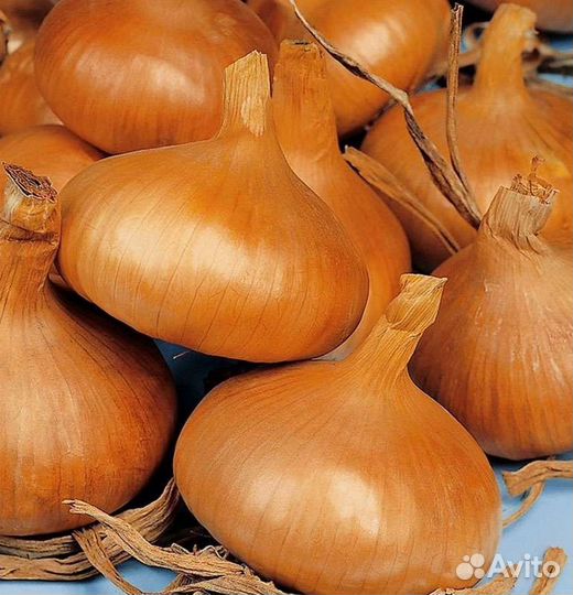 Лук Штуттгартер(семена)