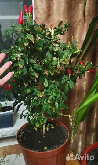 Рассада перец острый огонек, алоэ растение