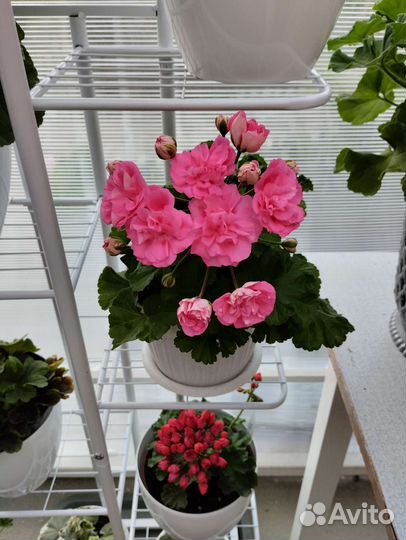 Пеларгония герань