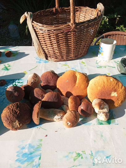 Ягода красная чёрная смородина малина белые грибы