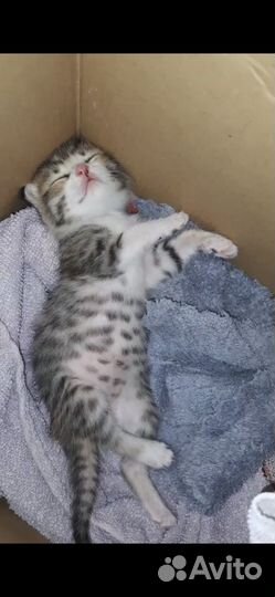 Кроха котенок в добрые руки