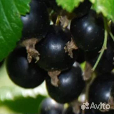 Плодовые деревья и кустарники