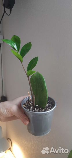 Замиокулькaс