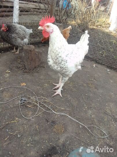 Петухи Пушкинской породы