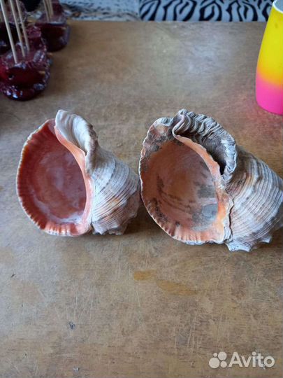 Морская Ракушка рапана