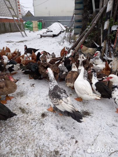 Мускусные утки