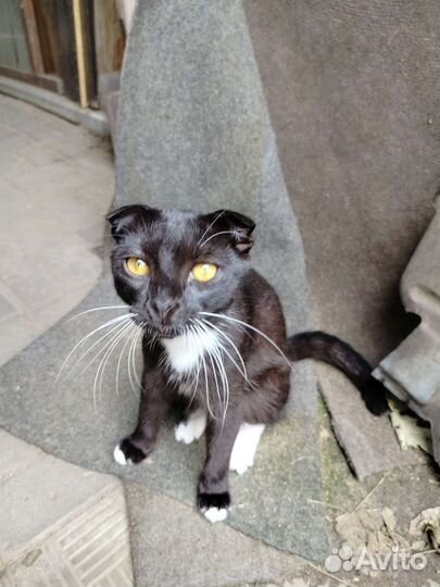 Кот вислоухий отдам в добрые руки