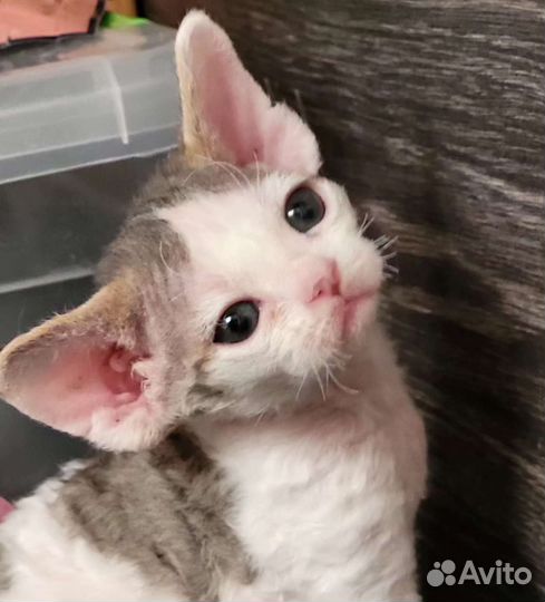 Девон-рекс малыши