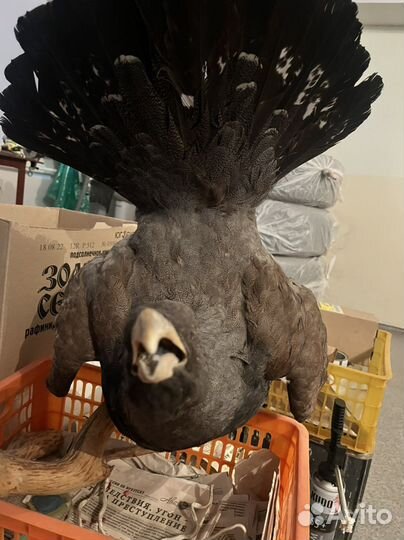 Чучело глухаря