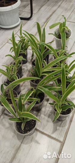 Хлорофитум