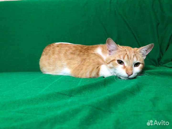Кошки в добрые руки