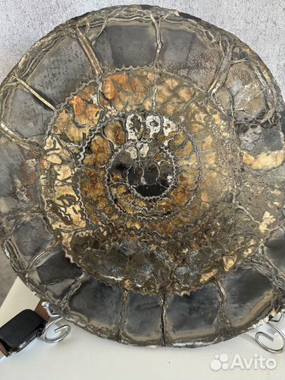 Окаменелости аммониты