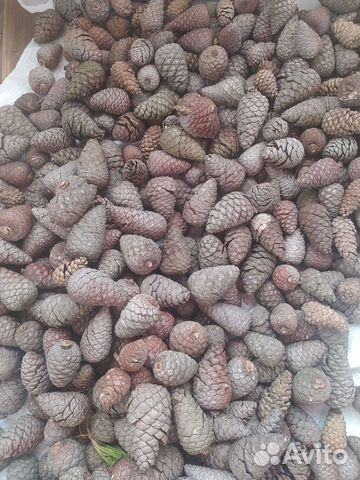 Шишки пицундской сосны