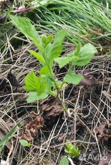 Боярка - саженцы